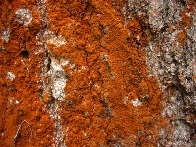 Lichene tendente al rosso